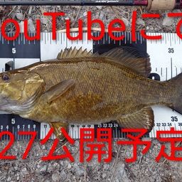 スモールマウスバス