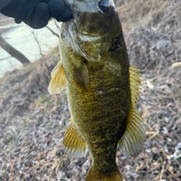 スモールマウスバス