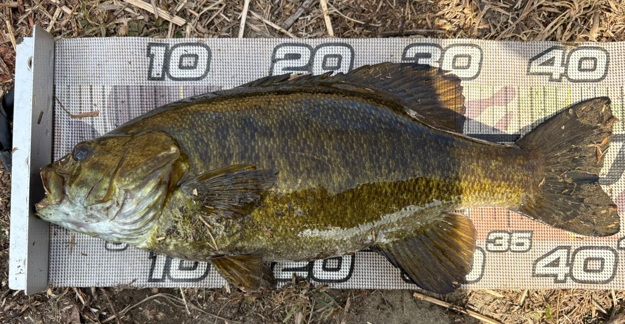 スモールマウスバス