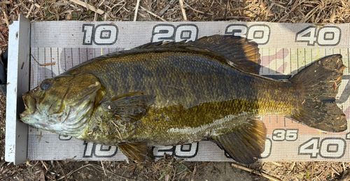 スモールマウスバスの釣果