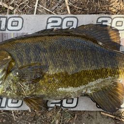 スモールマウスバス