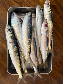 ウルメイワシの釣果