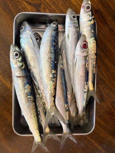 ウルメイワシの釣果