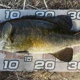 スモールマウスバス