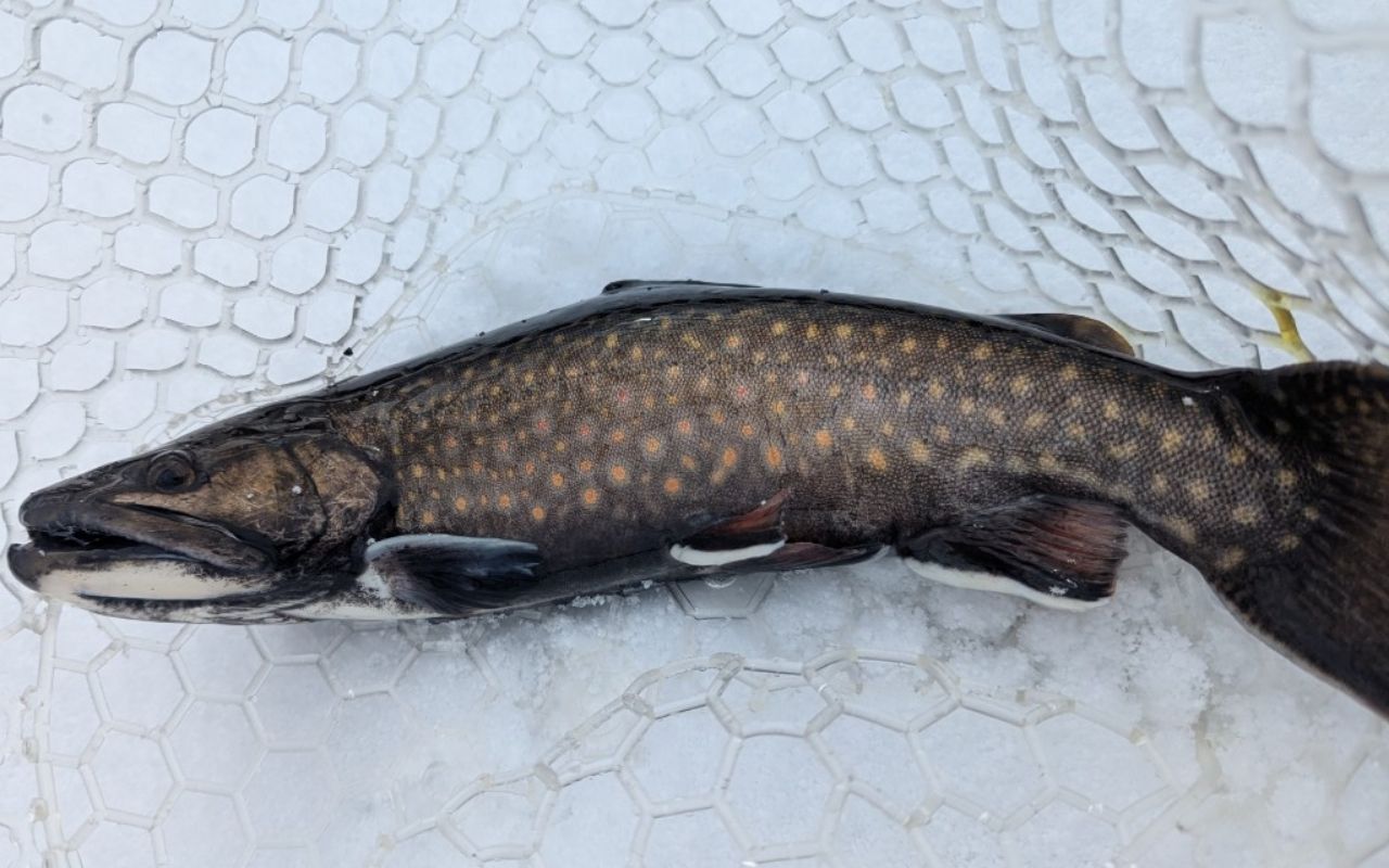 ブルックトラウト