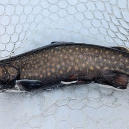 ブルックトラウト