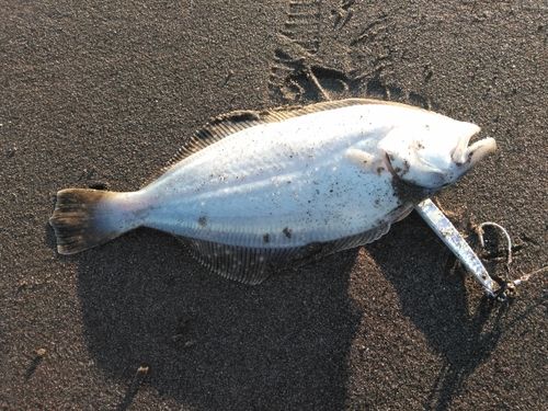 ソゲの釣果