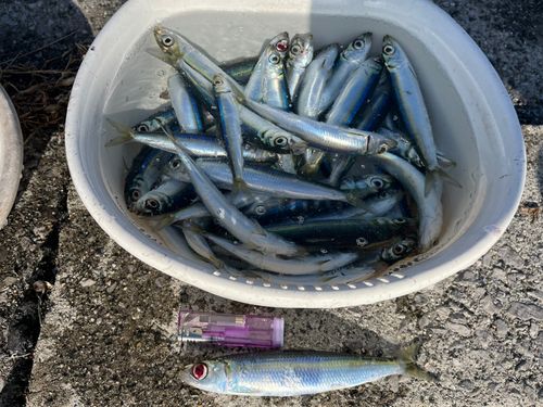 ウルメイワシの釣果