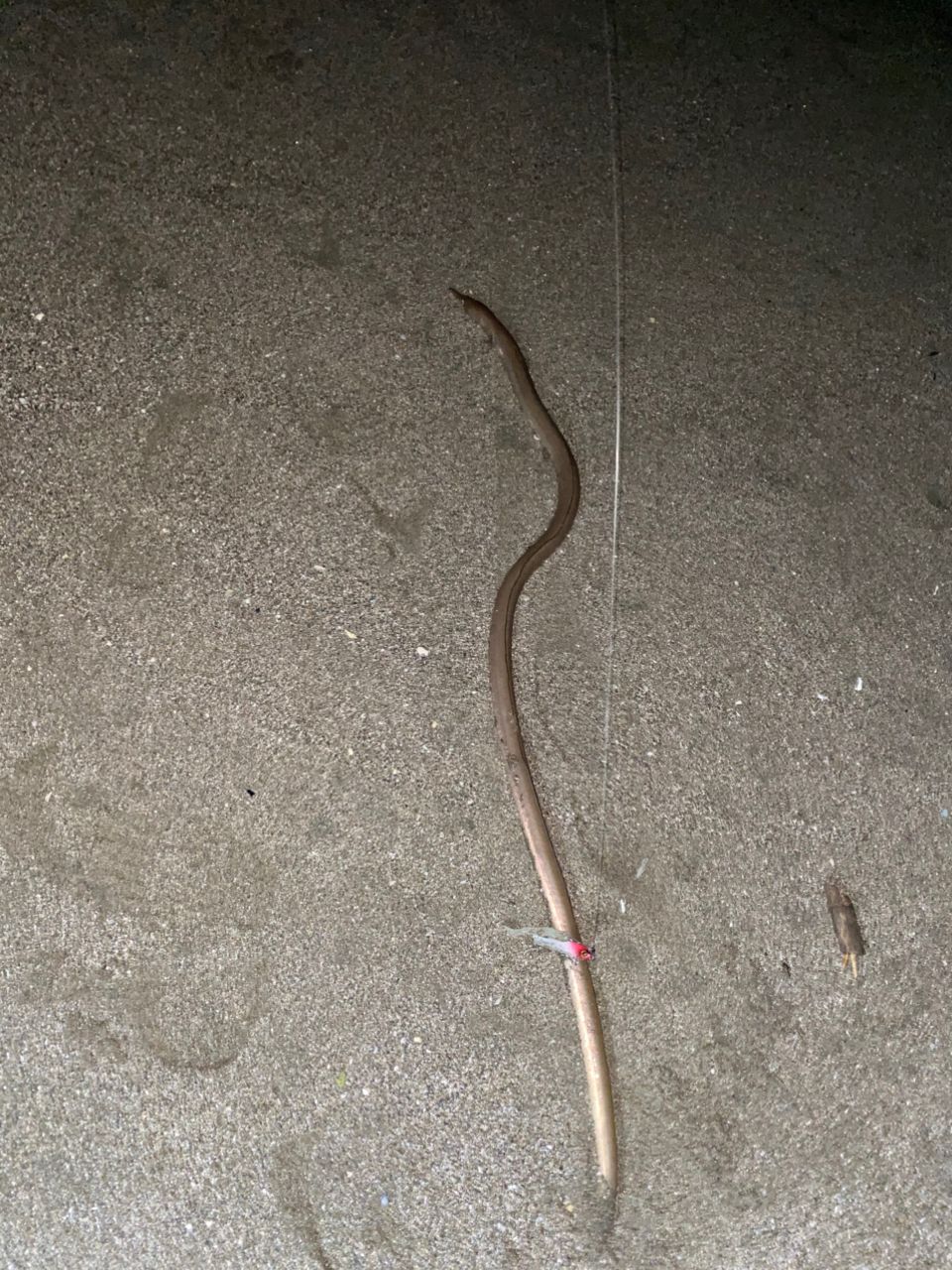 ダイナンウミヘビ