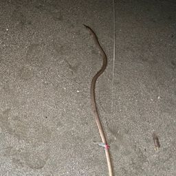 ダイナンウミヘビ