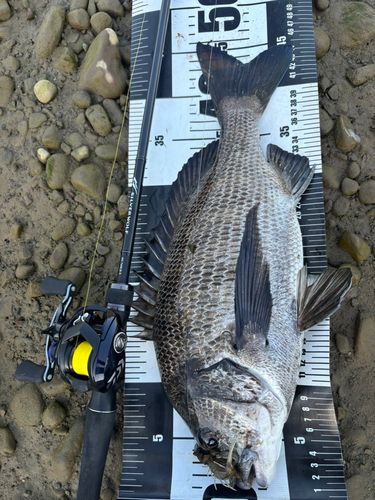 チヌの釣果