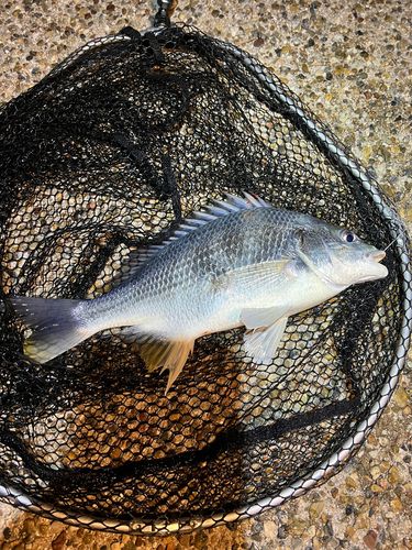 舞洲シーサイドプロムナード 釣り解放区