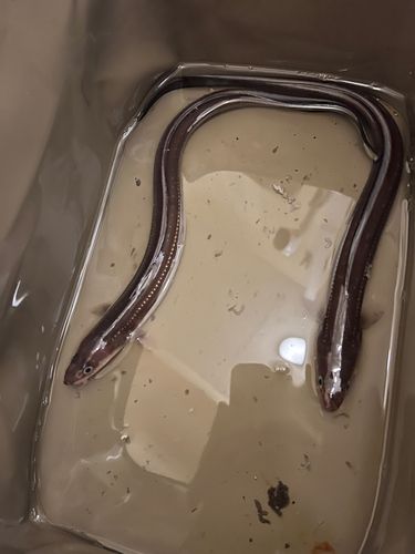 マアナゴの釣果