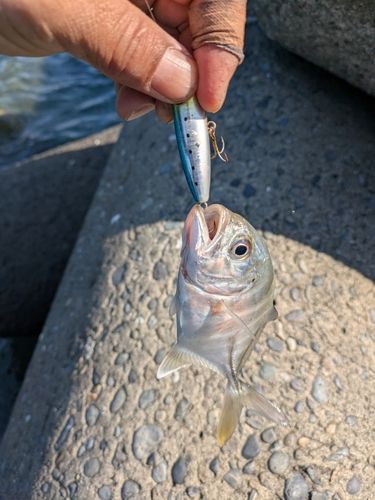 メッキの釣果