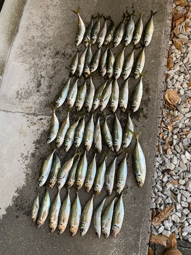 アジの釣果