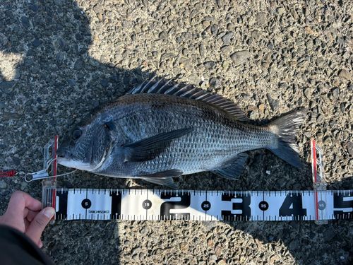 チヌの釣果