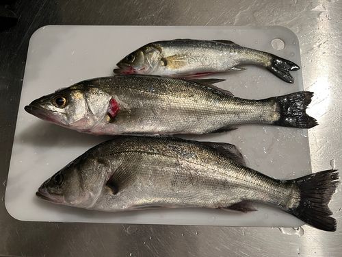 フッコ（マルスズキ）の釣果