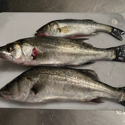 フッコ（マルスズキ）