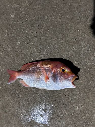 レンコダイの釣果