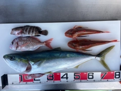 ブリの釣果