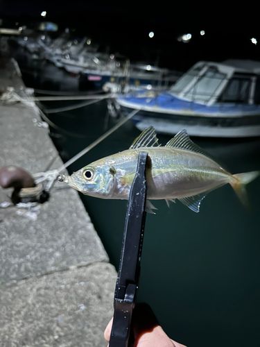 マアジの釣果