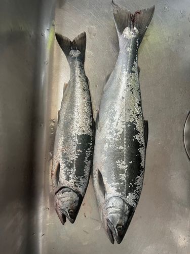 サクラマスの釣果