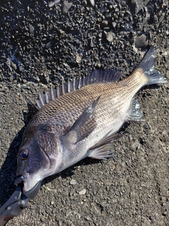 クロダイの釣果