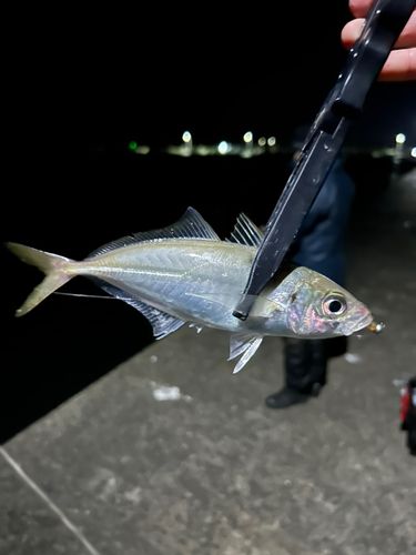 マアジの釣果