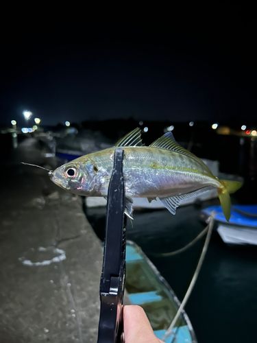 マアジの釣果