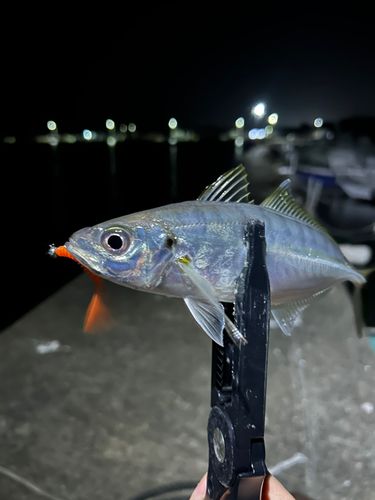 マアジの釣果