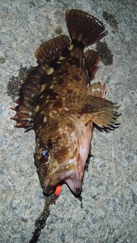 カサゴの釣果
