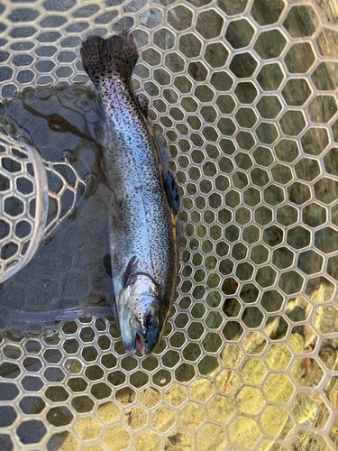 ニジマスの釣果