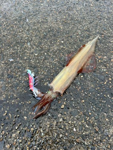 ヤリイカの釣果
