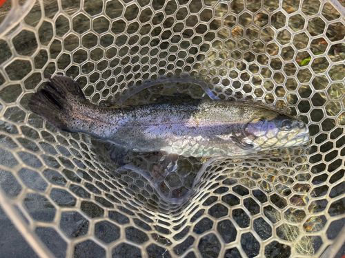 ニジマスの釣果