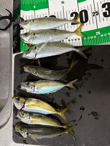 大黒海づり施設