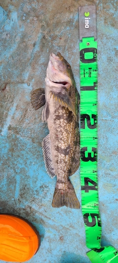 アイナメの釣果