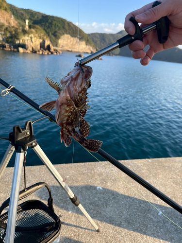 アラカブの釣果