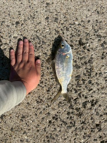 クロサギの釣果