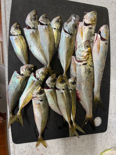アジの釣果