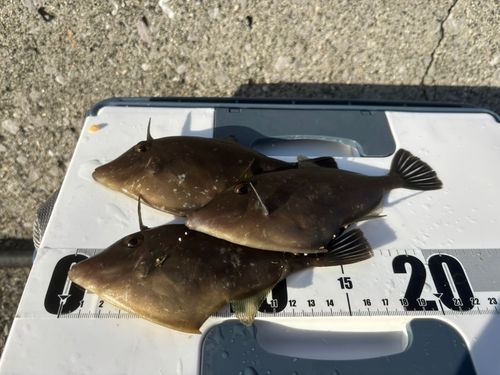 周防大島（屋代島）