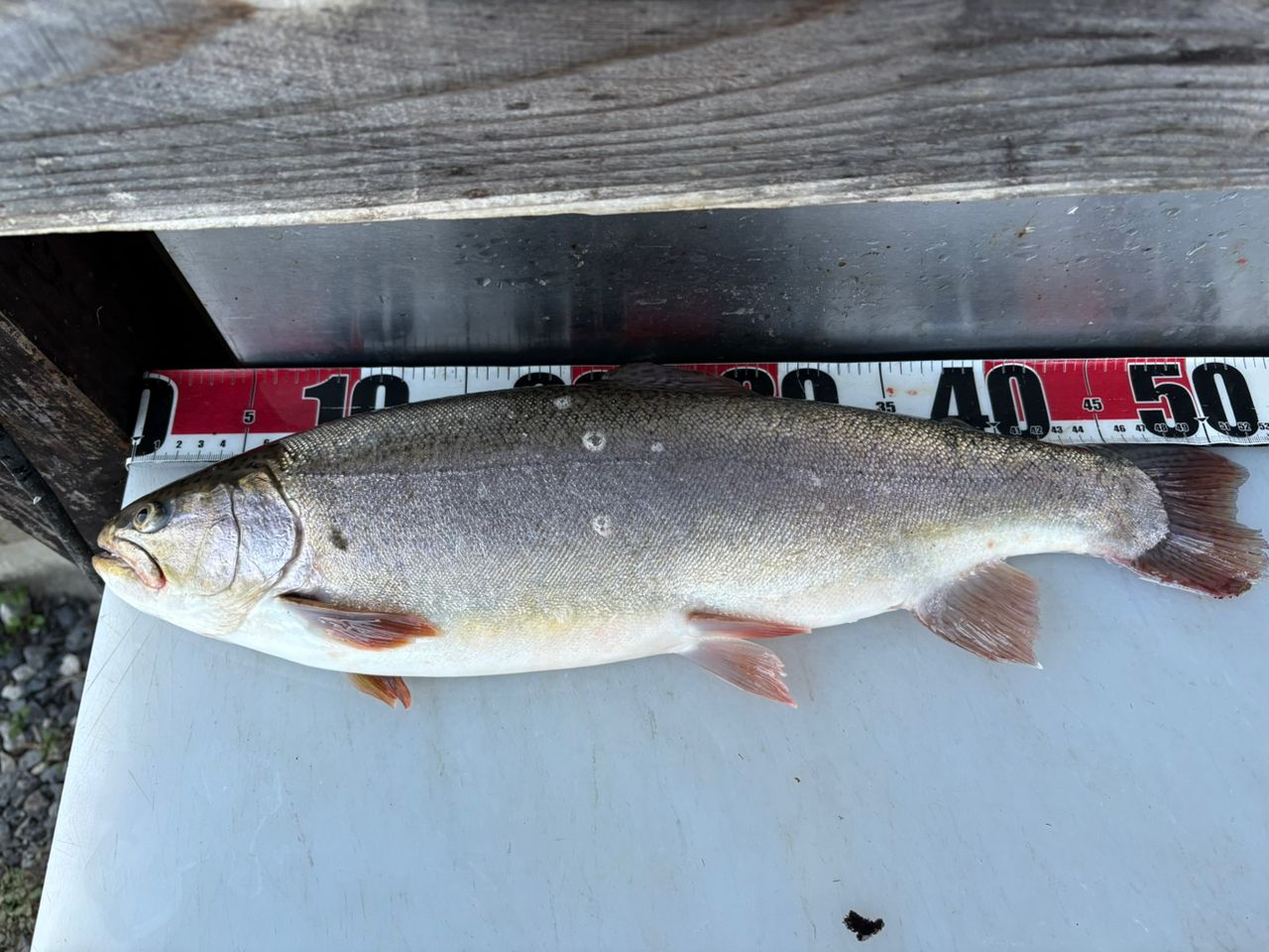 ロックトラウト