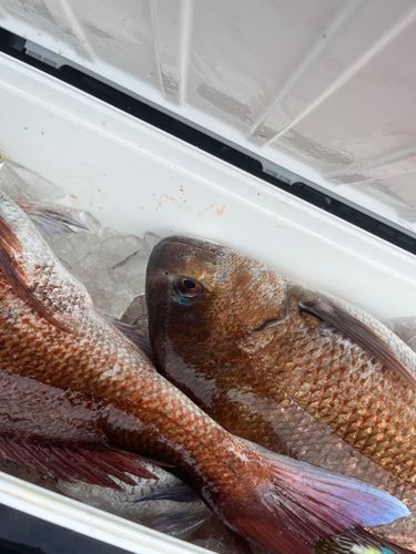 マダイの釣果