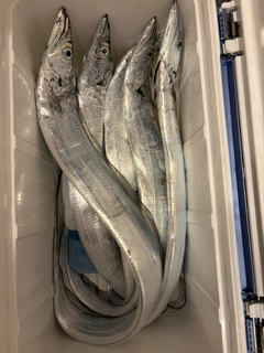 タチウオの釣果