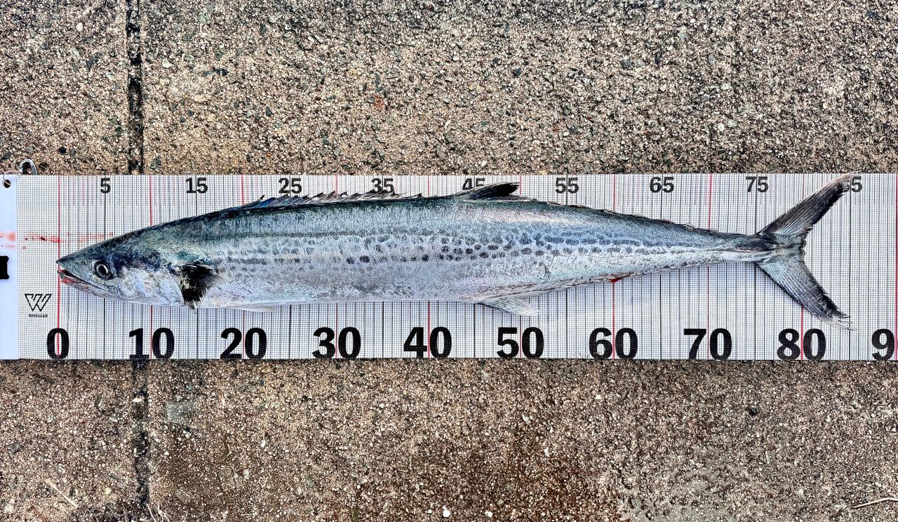 APIA グランデージ アトラス BLUE RUNNER 98Mの最安値・インプレ・釣果