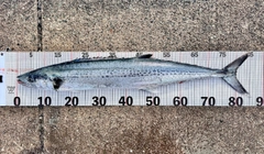 サワラの釣果