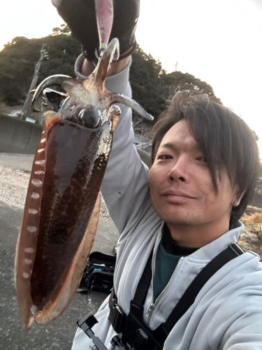 コウイカの釣果