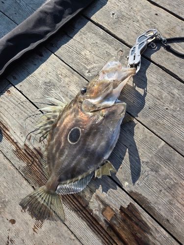 マトウダイの釣果