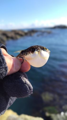 クサフグの釣果