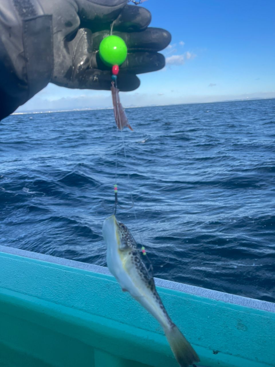 ショウサイフグ