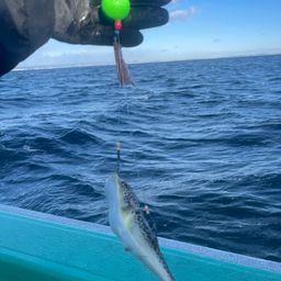 ショウサイフグ